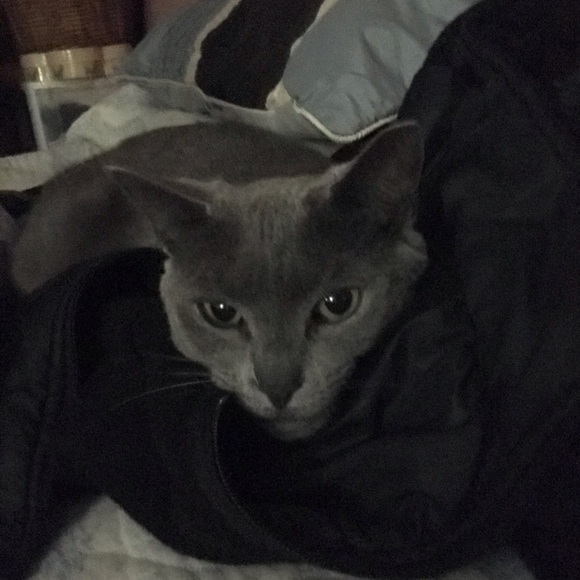 Meet your Posher, Gisel - Picture 1 of 1